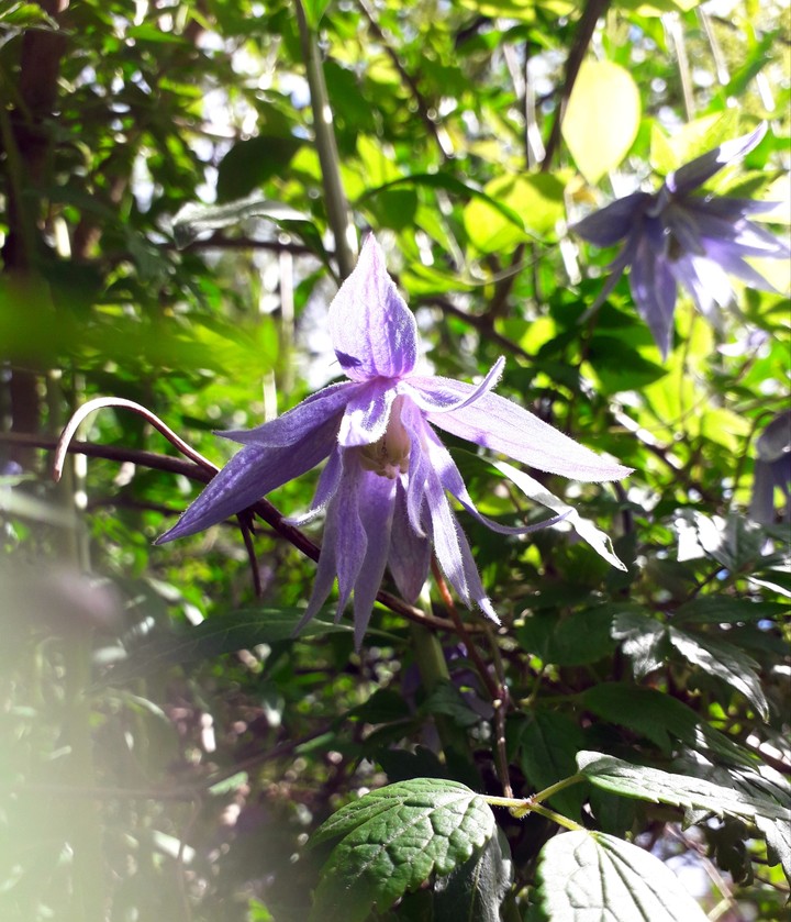 purple