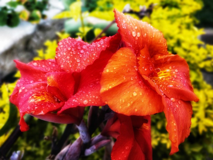 flowers