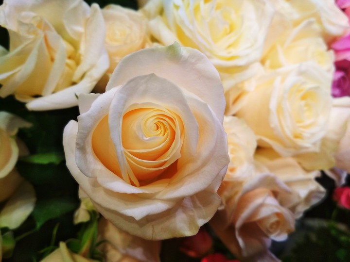 white rose