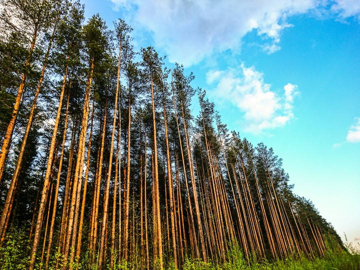 Pine