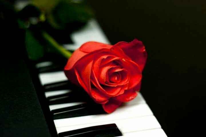 rosa