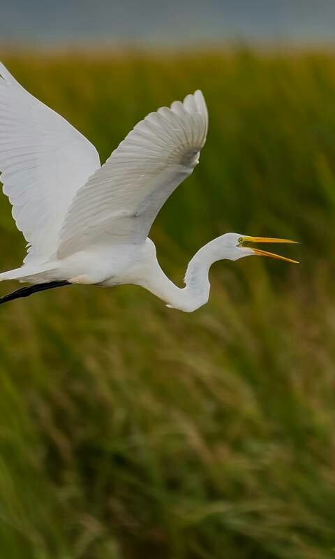 Bird 2 .