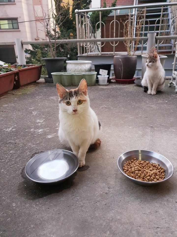The street kittens