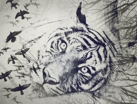 tiger