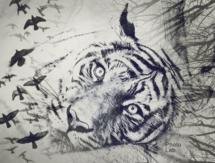 tiger