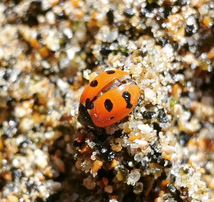 coccinella