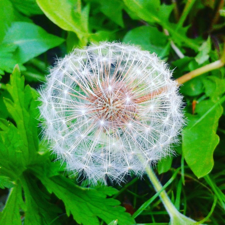 nature