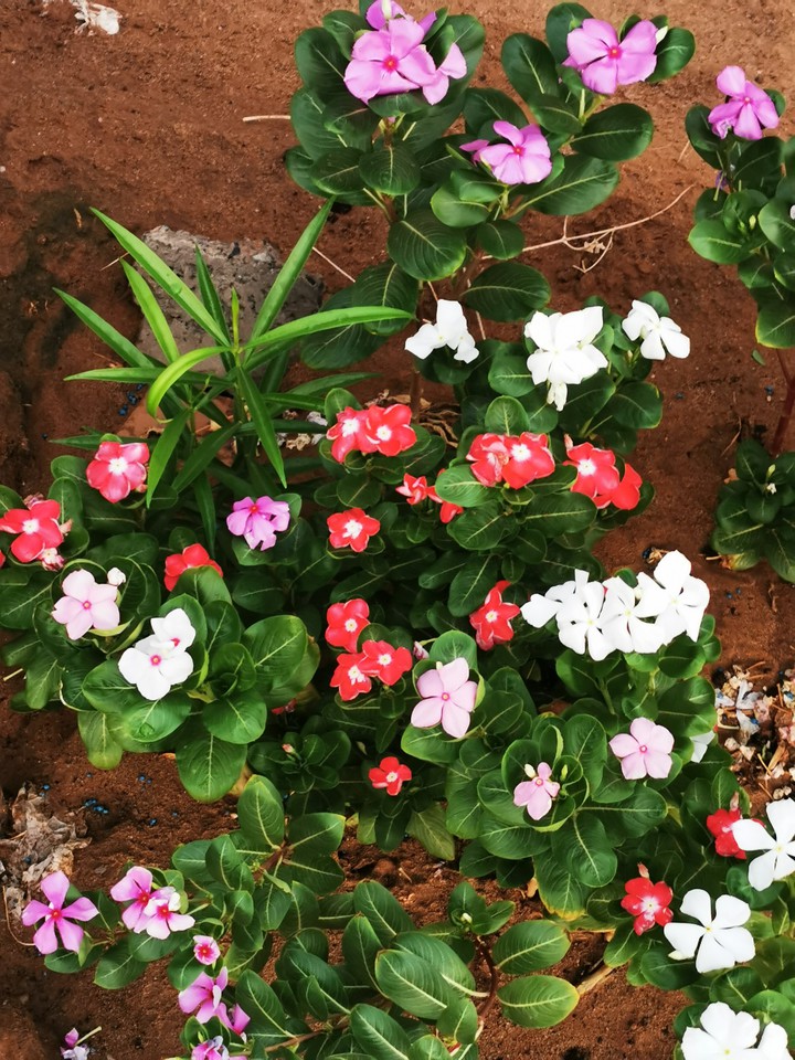 صباح الخير