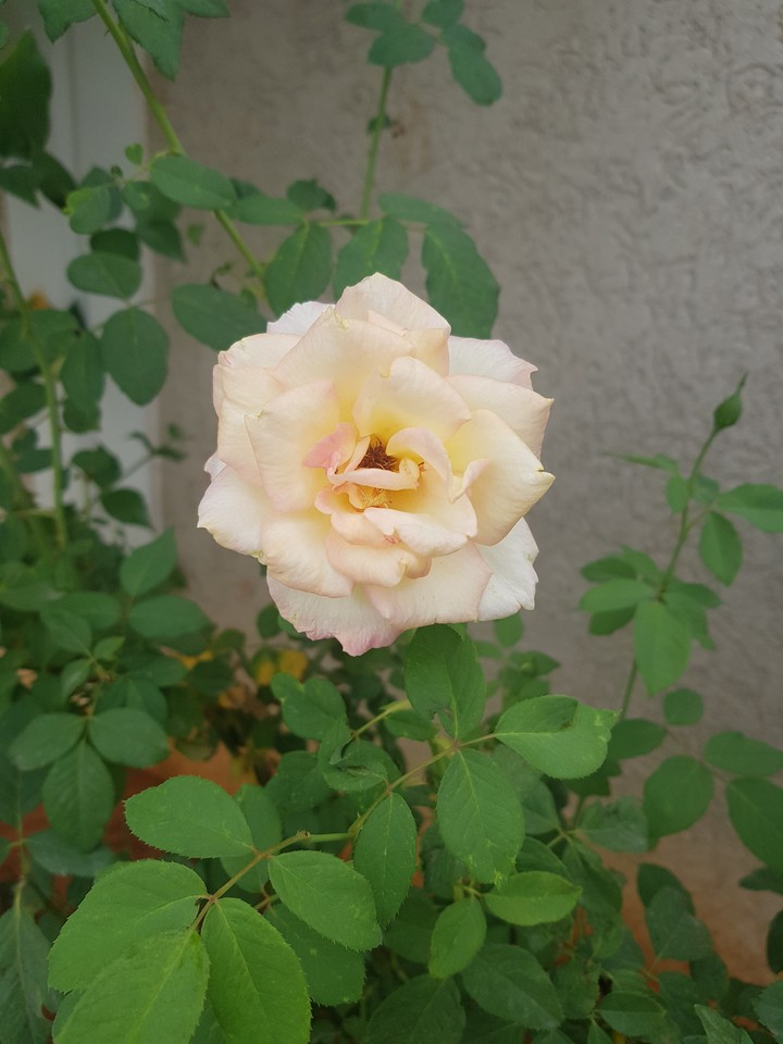 # my favorite # ROSE FLOWER