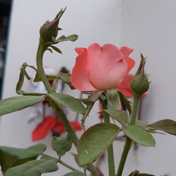rose
