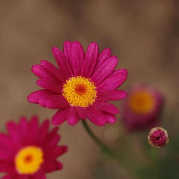 pink 03