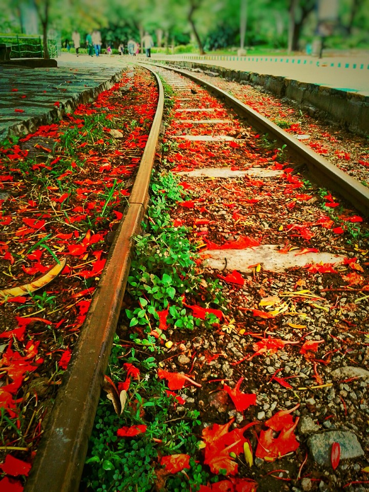 Railway Line across woods.
