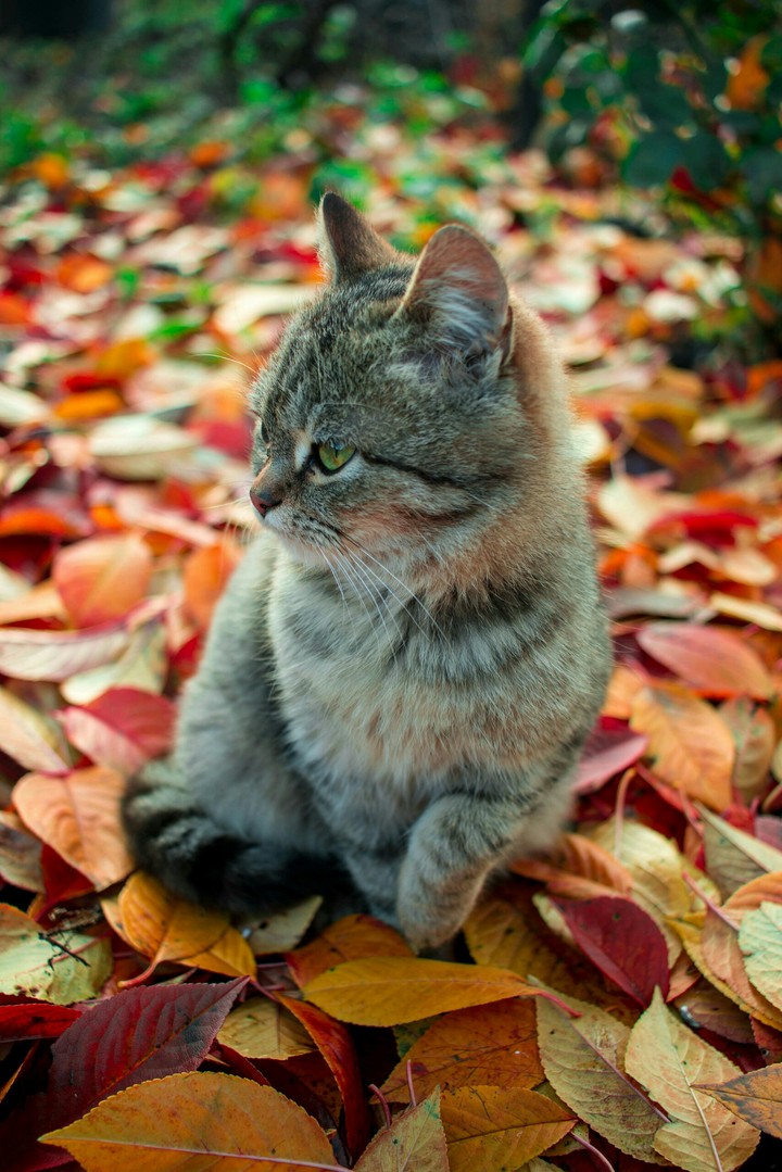 Cat