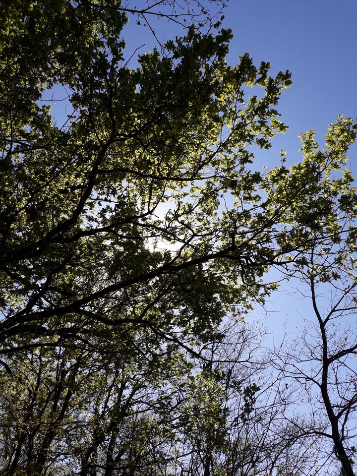 nature
