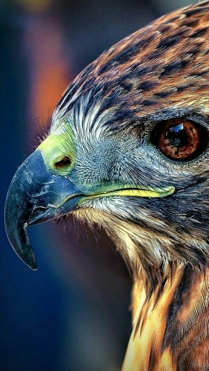 Eagle Eye