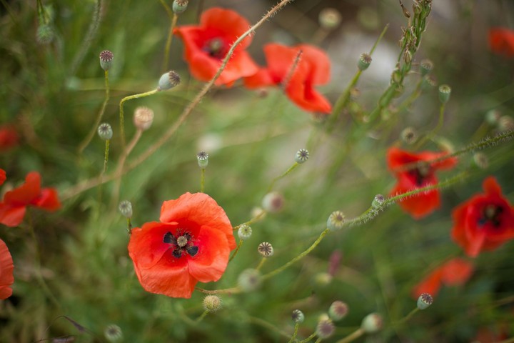 Poppy
