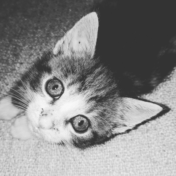 Little Baby kitten