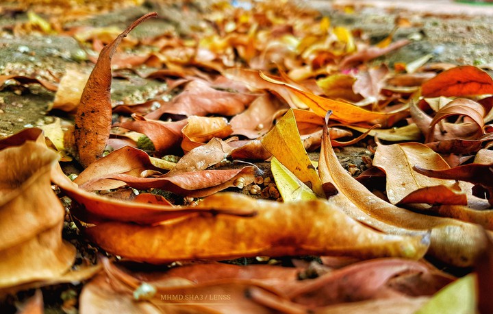 Dry leaves