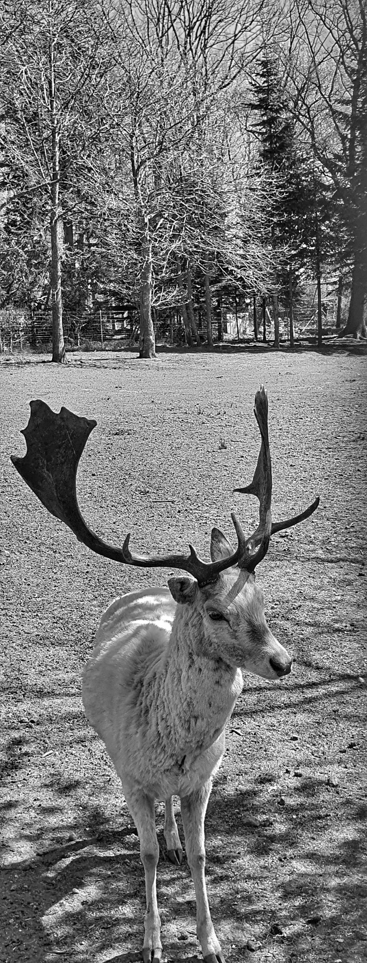Weißer Hirsch