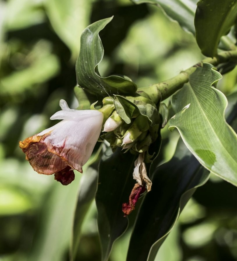 sfondi pedicel, flower