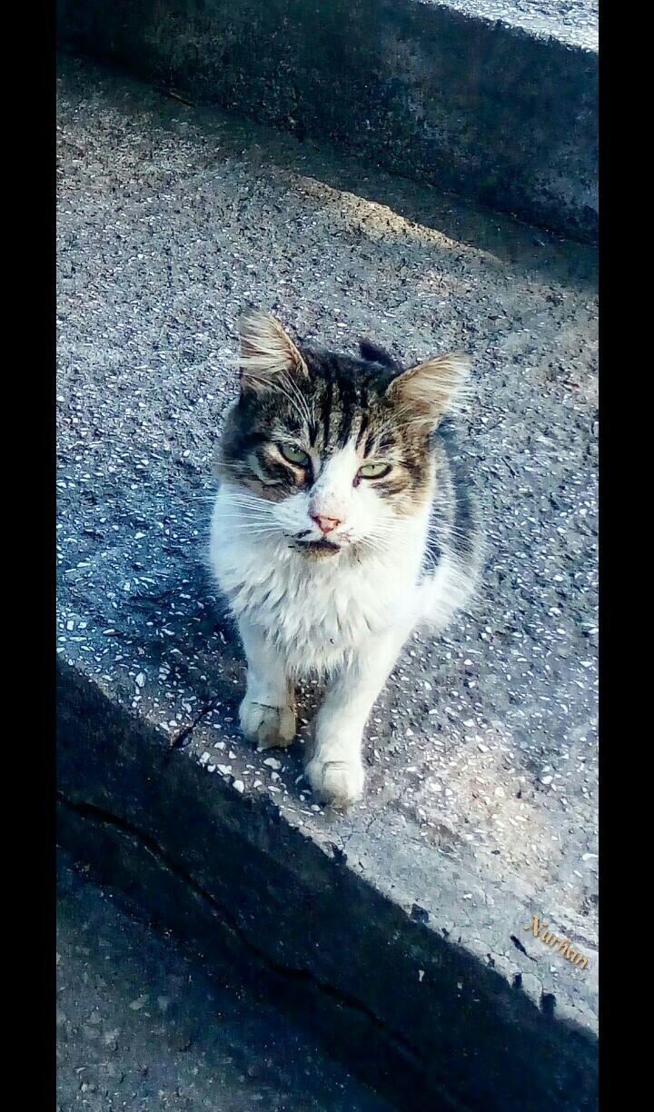 kedi