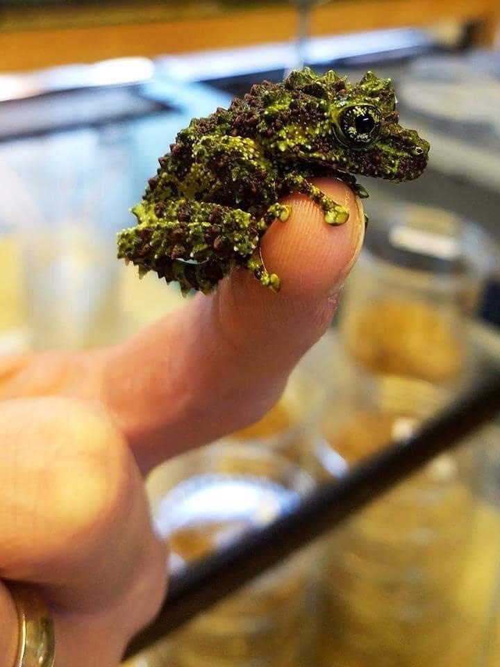 лягушка