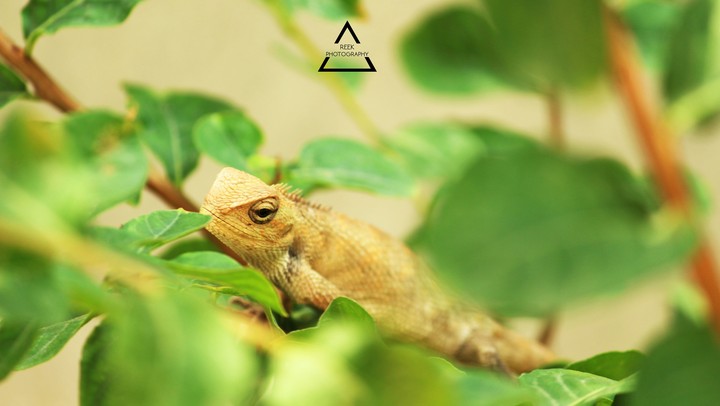 Reek Photography India 