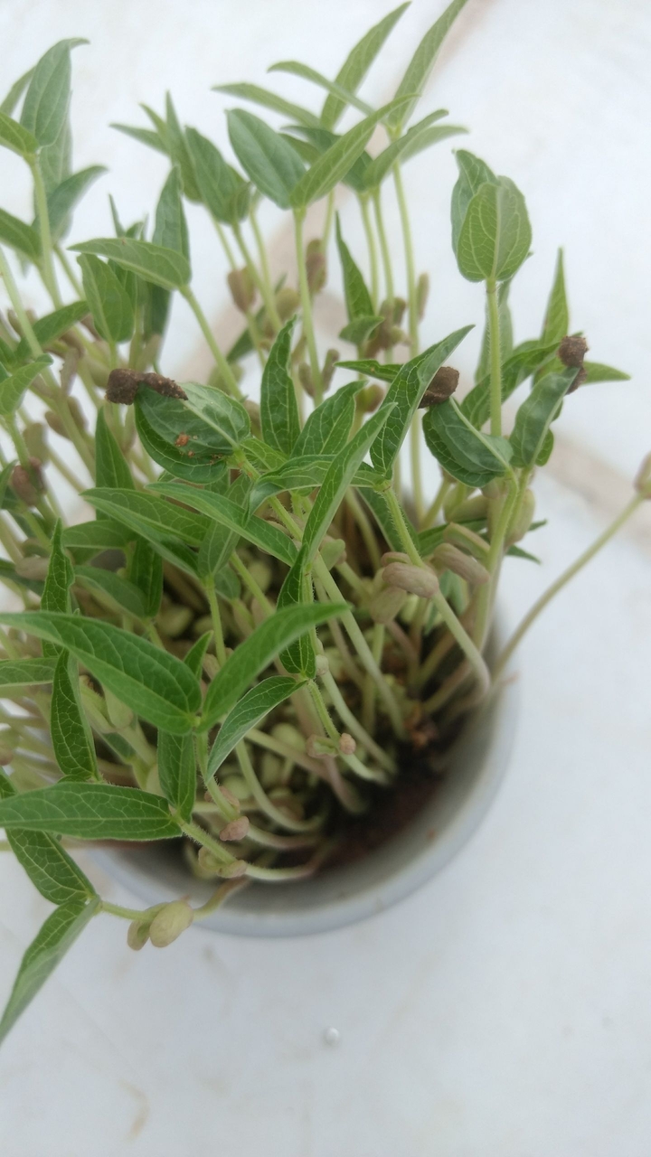 green plant