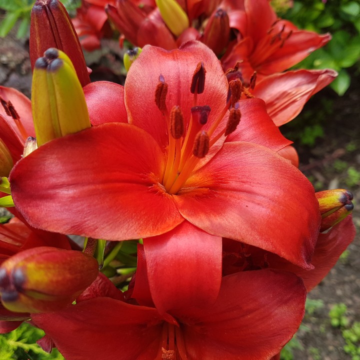 My flowers