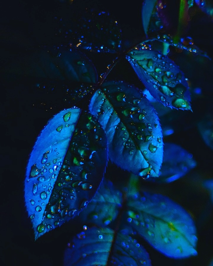 leaves