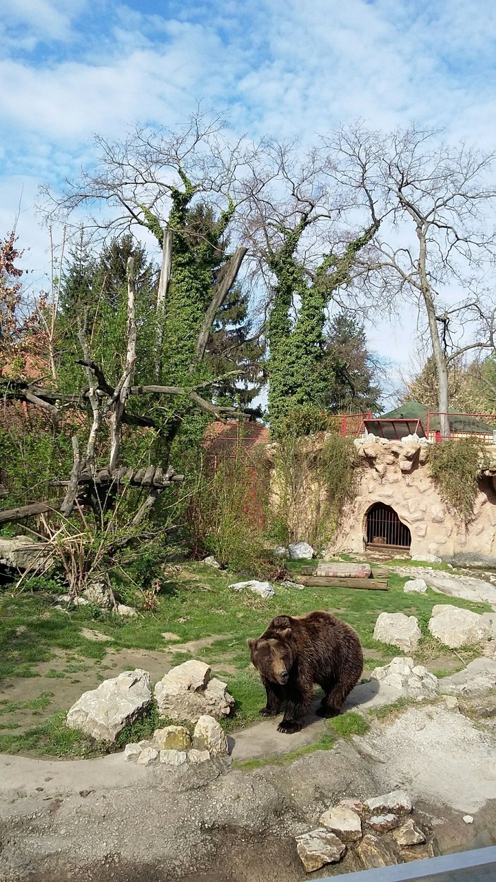 bear