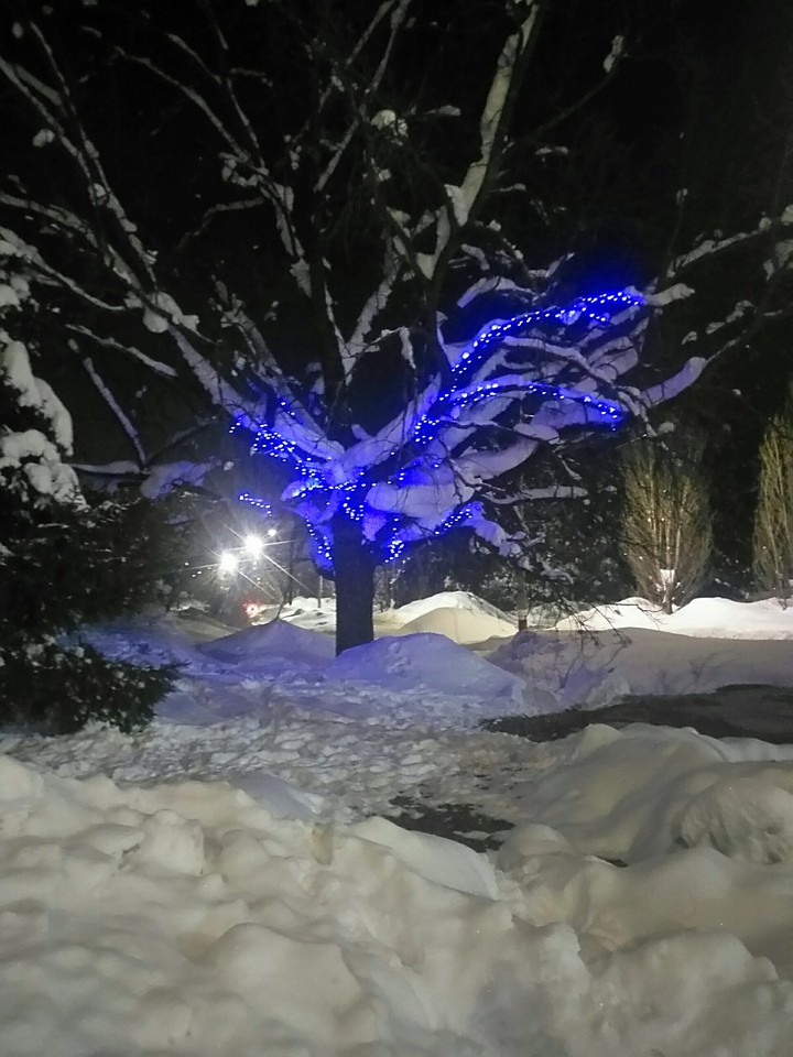 tree