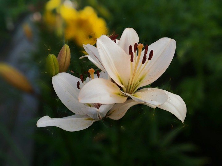 Lily