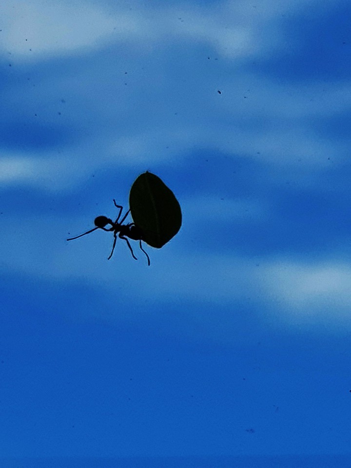 Hormiga en el Parabrisas