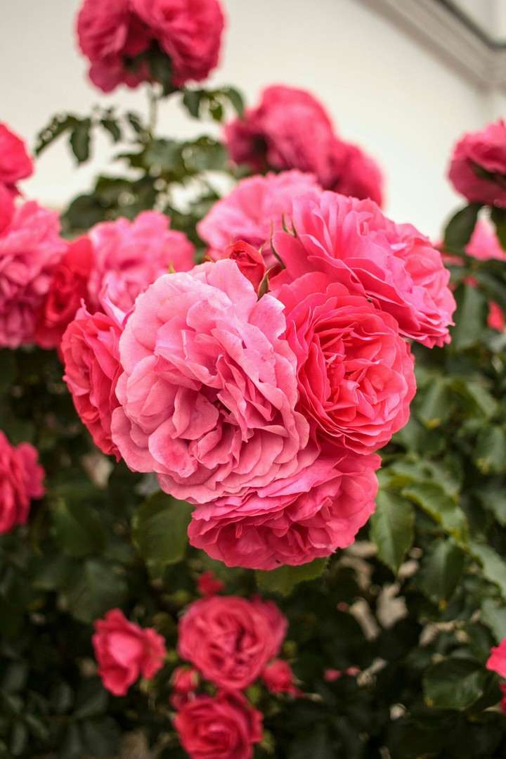 Roses