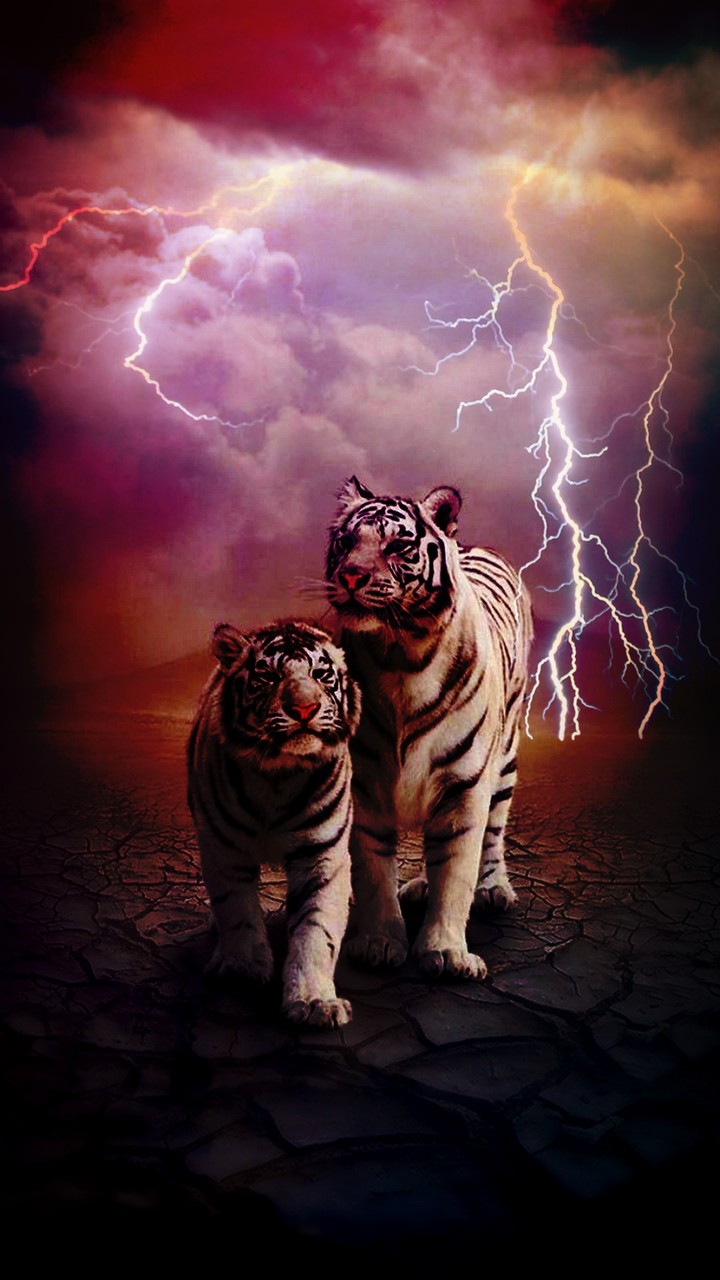 Tiger White