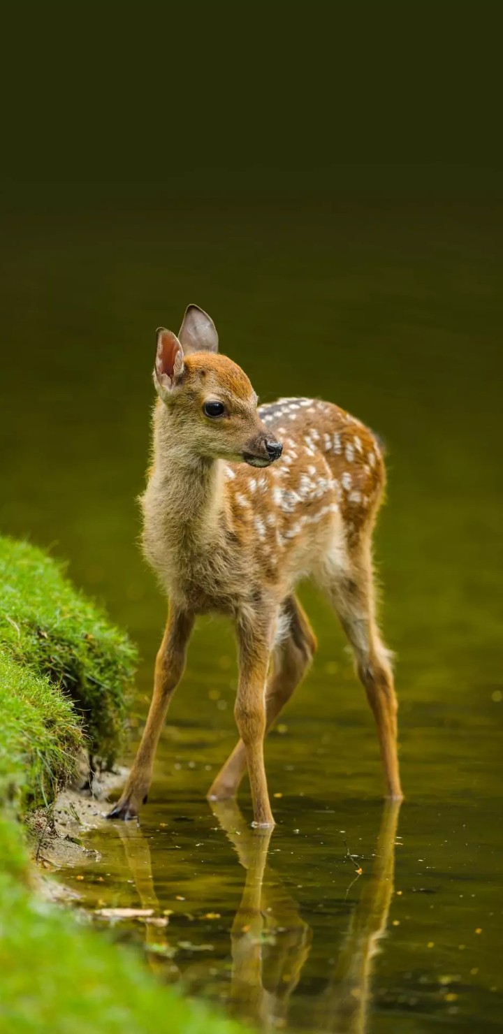 dear deer