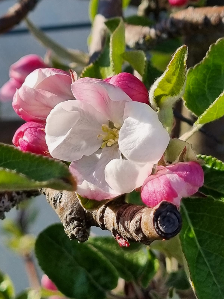 Apfelblüte