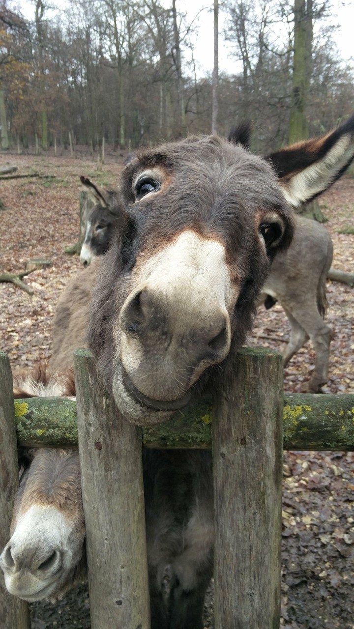 Cute donkey