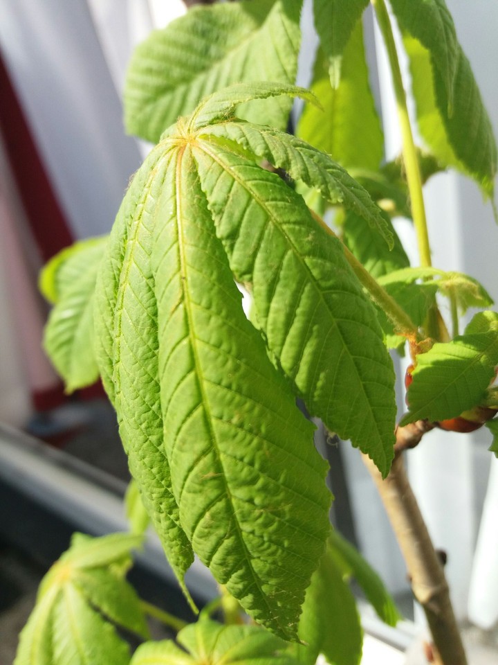 Young Oak Tree Leave