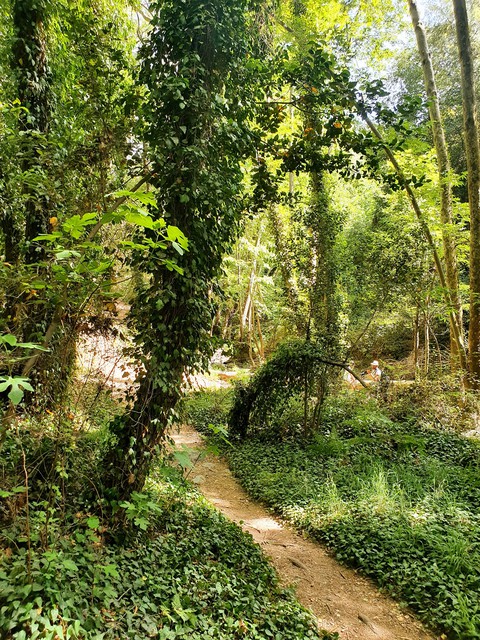 forest