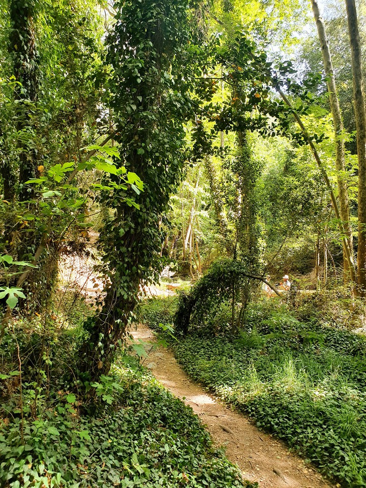 forest
