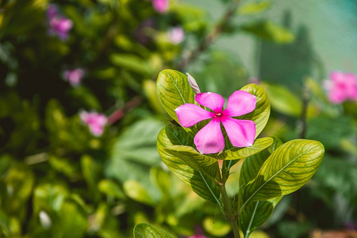 Flower
