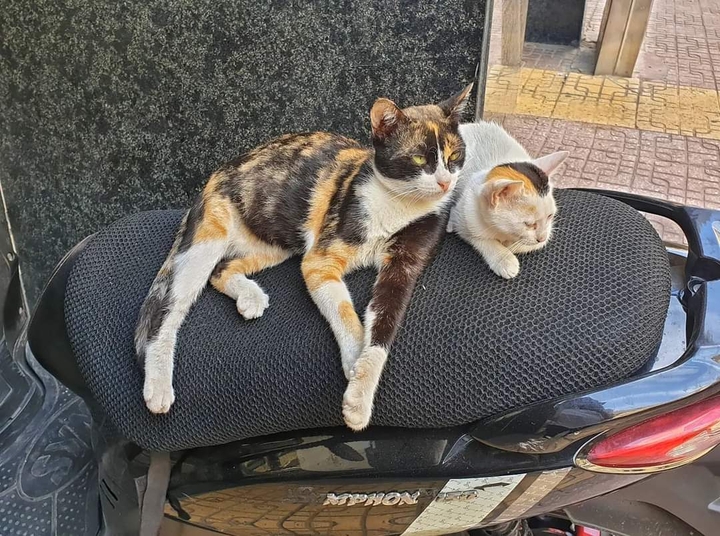 Couple