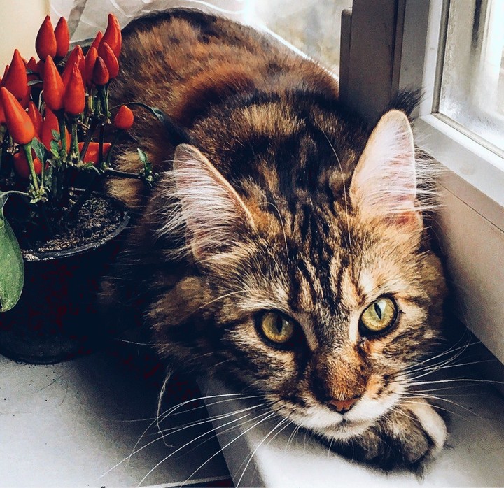 Кошка у окошка