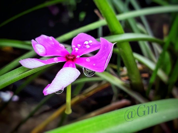 Water drops