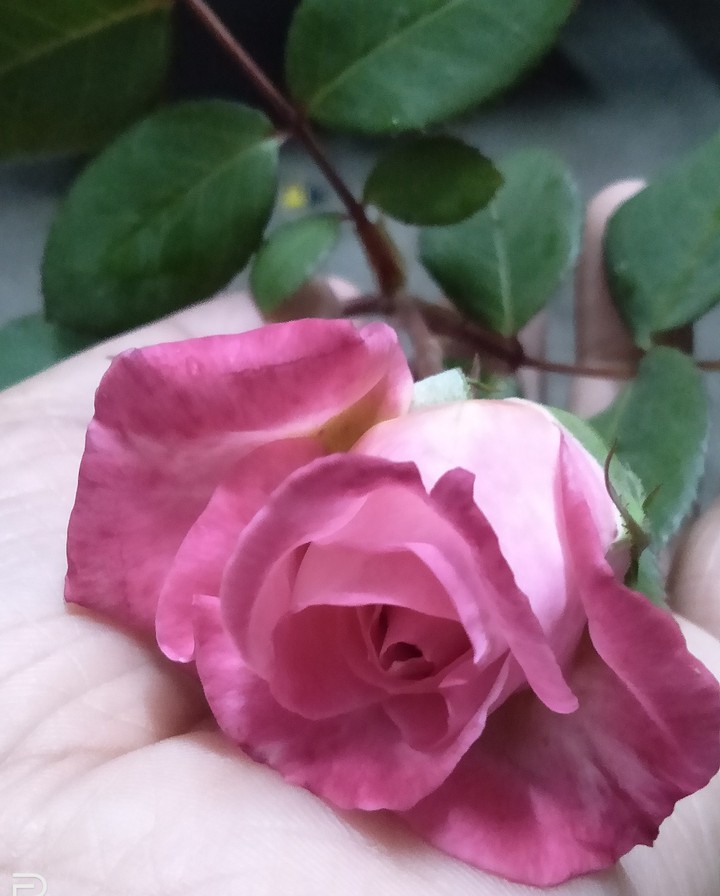 #nature_love