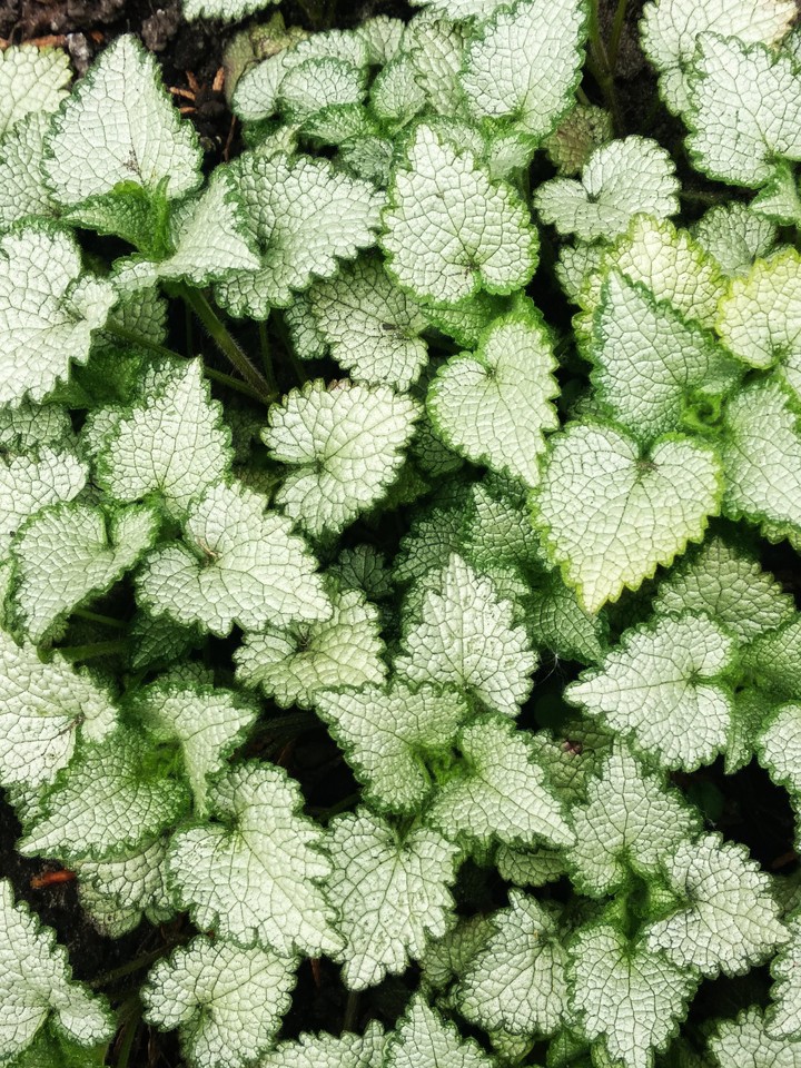 spring