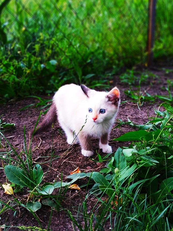cat