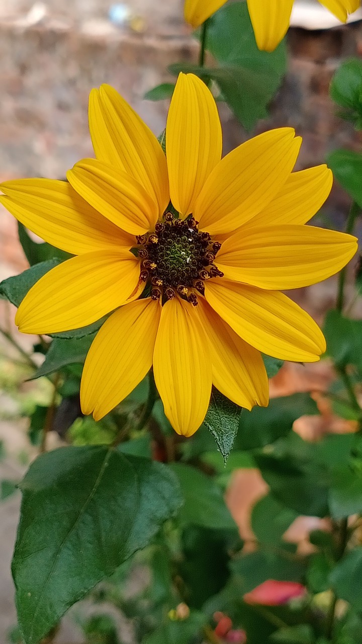 beautiful_flower